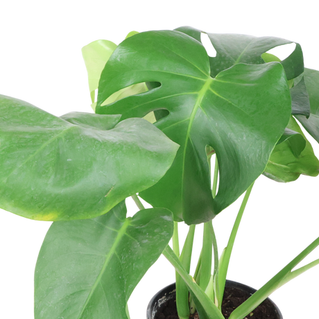 Monstera Plant