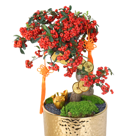 Ardisia Crenata Bonsai (Lucky Berries 富贵籽) in Ceramic Pot