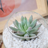 Mini Succulent in Glass Bowl