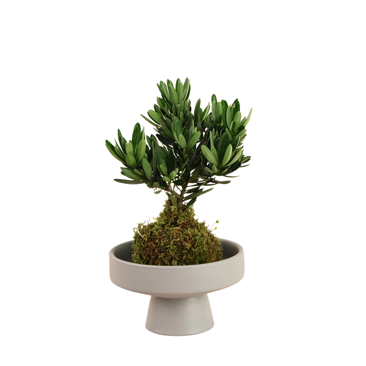 Bonsai & Kokedama Plants | Bonsai Tree for Sale | JM Flower
