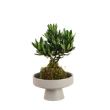 Podocarpus Kokedama