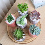 Mini Succulent Gift (Set of 6)