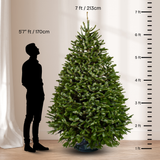 Nordmann Fir Christmas Tree 6-7FT (USA No.1 Grade)