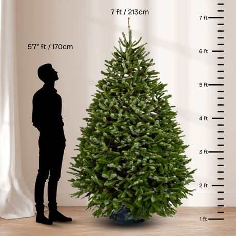 Nordmann Fir Christmas Tree 7-8FT (USA No.1 Grade)