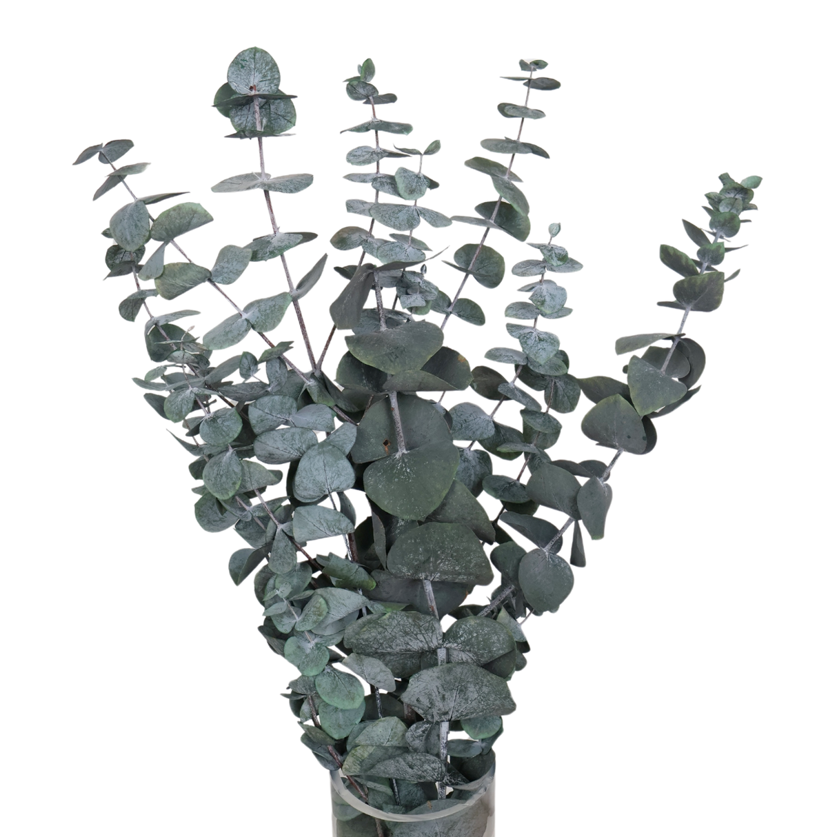 Preserved Eucalyptus Cinerea Leaf