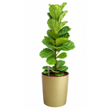 Ficus Lyrata (Fiddle Leaf Fig 琴叶榕) in Self-Watering Pot (87cm)