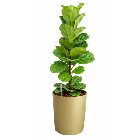 Ficus Lyrata (Fiddle Leaf Fig 琴叶榕) in Self-Watering Pot (87cm)