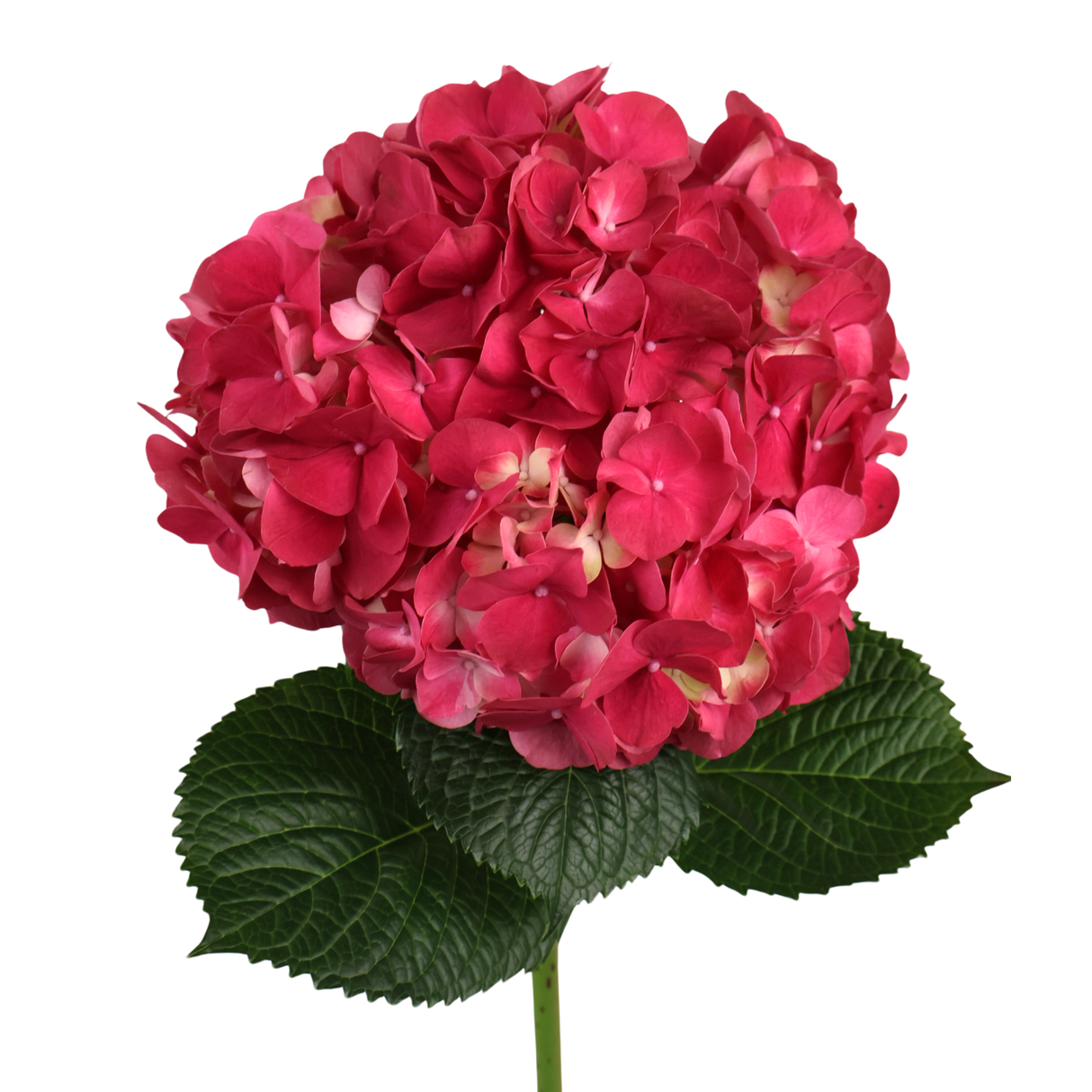 Hydrangea (Vietnam)