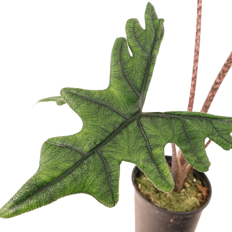 Alocasia Jacklyn