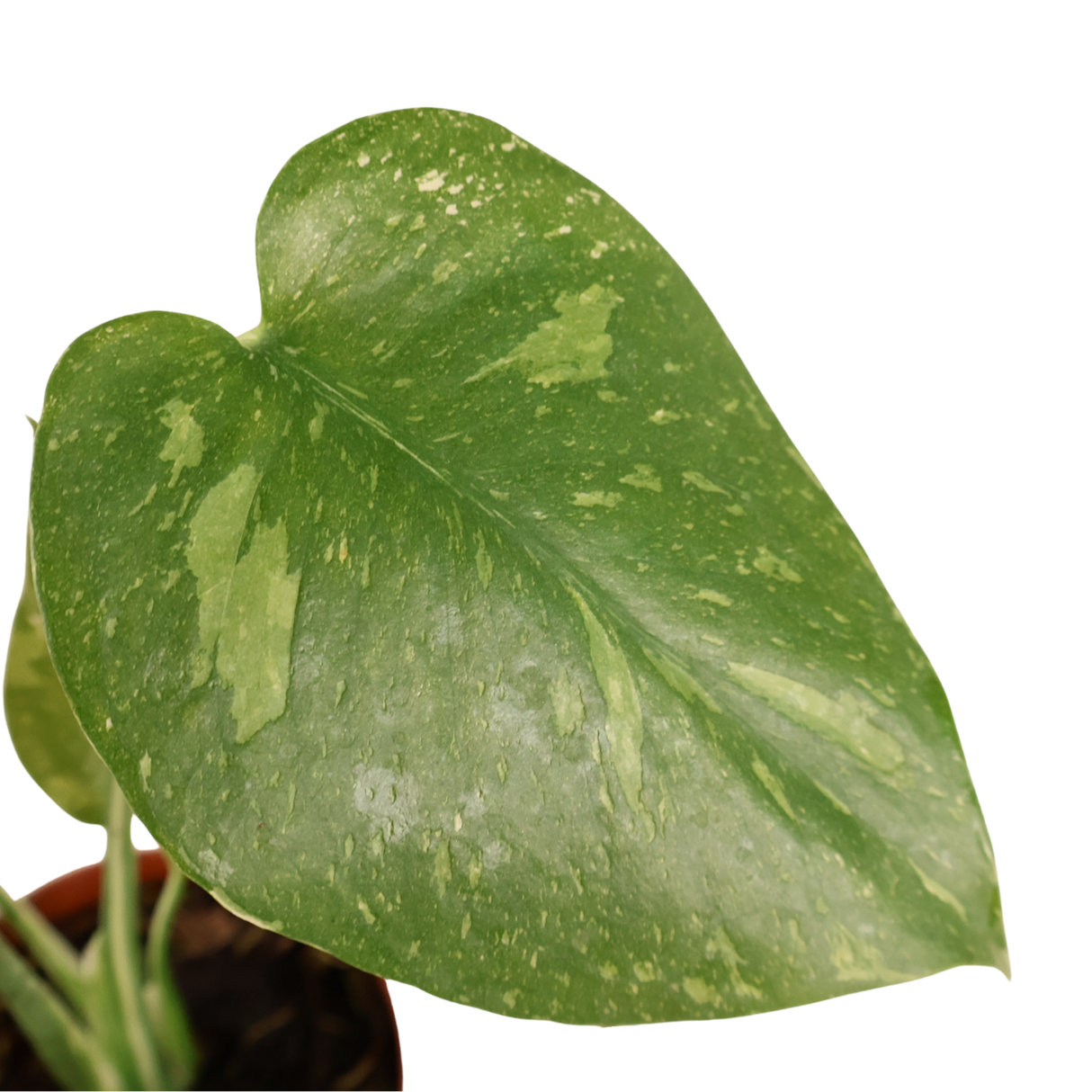 Monstera Thai Constellation Variegated