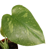 Monstera Thai Constellation Variegated