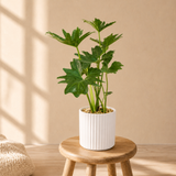 Philodendron (喜林芋) in Ceramic Pot