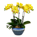 Muse Majesty (5 Single Stalk) - Orchid Phalaenopsis