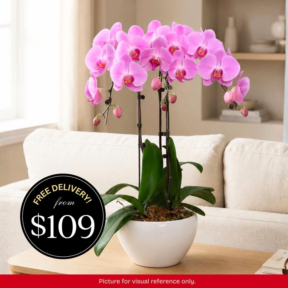 Orchid Phalaenopsis - 3 in 1 Pot
