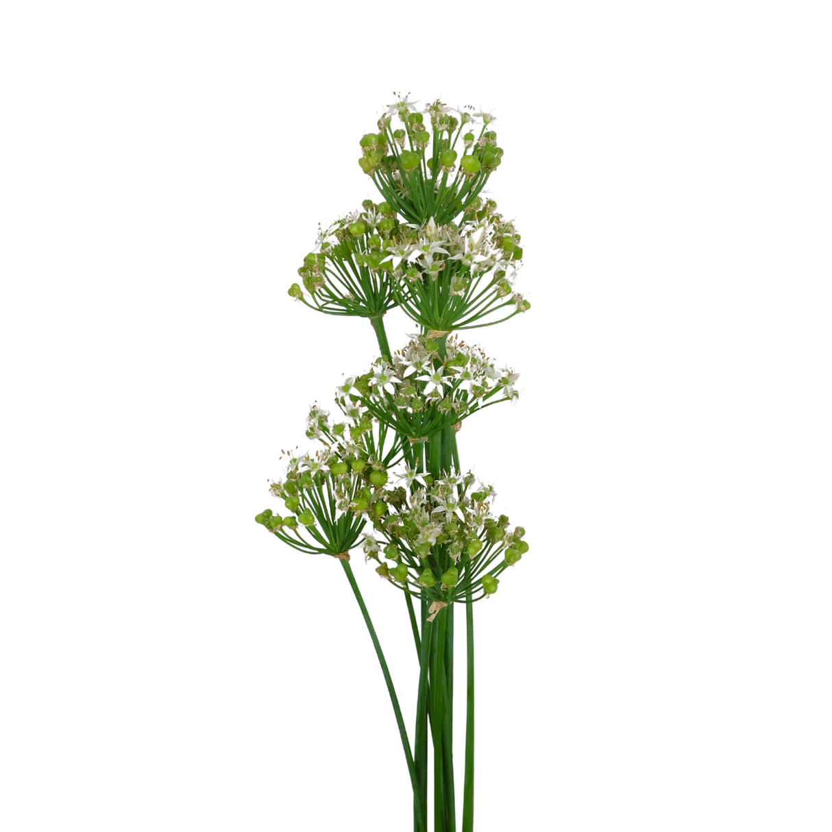 Allium White(Malaysia)