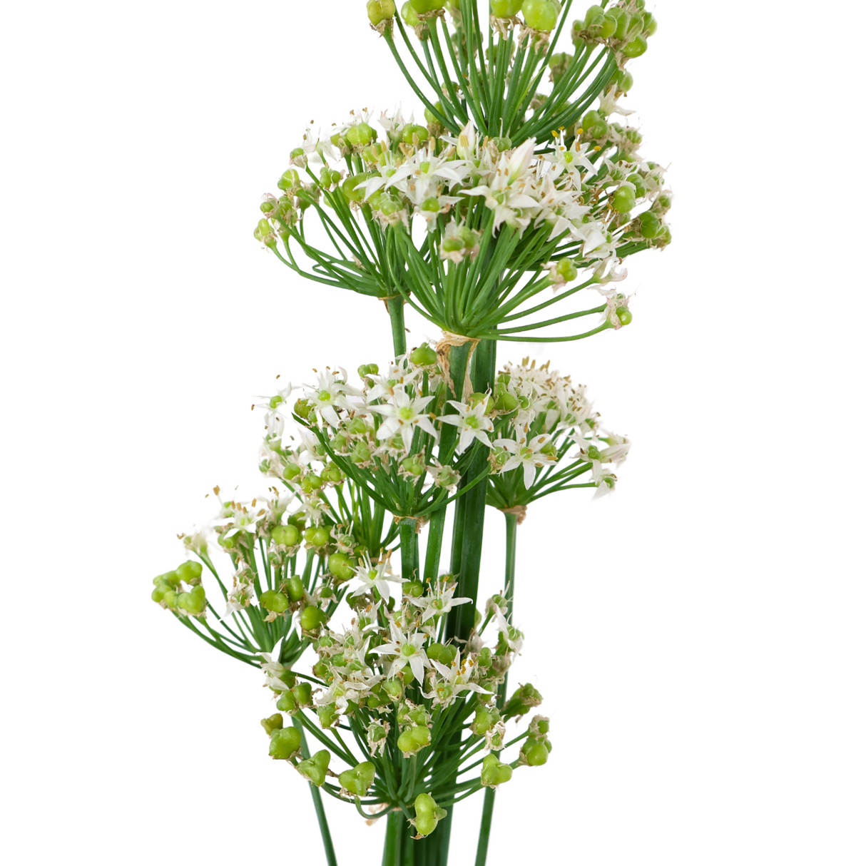 Allium White(Malaysia)