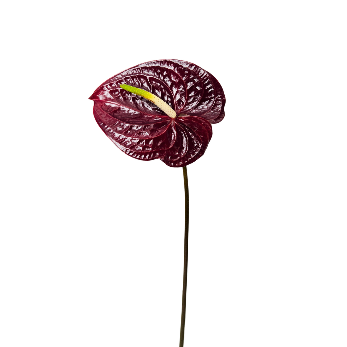 Anthurium XL Size (Malaysia)