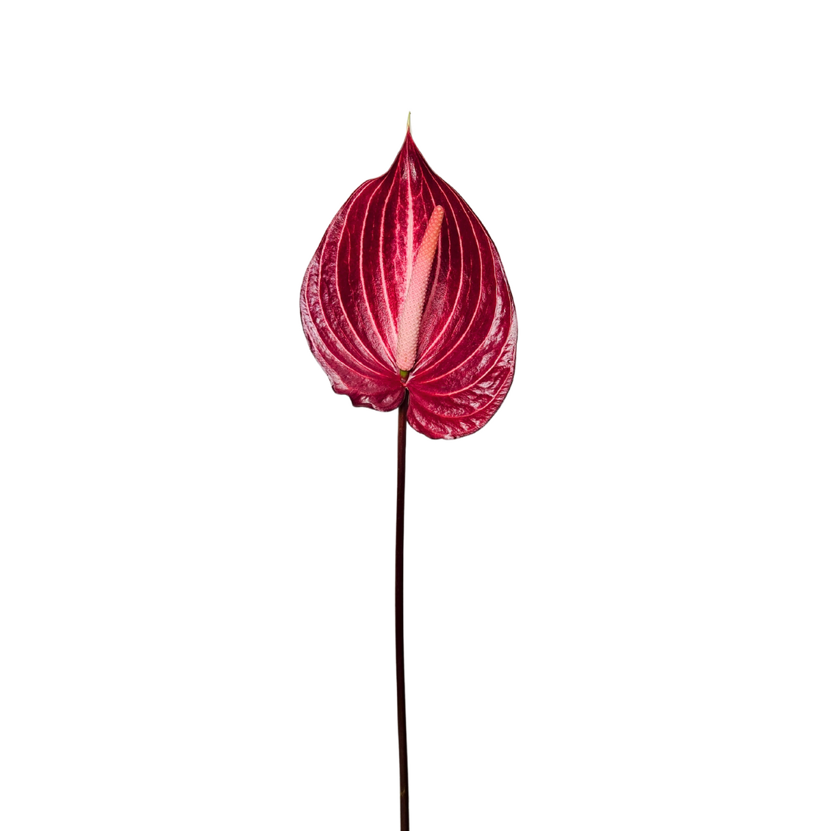 Anthurium XL Size (Malaysia)