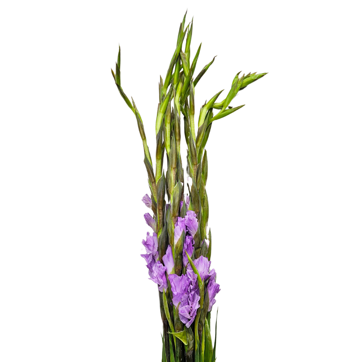 Gladiolus (Taiwan)