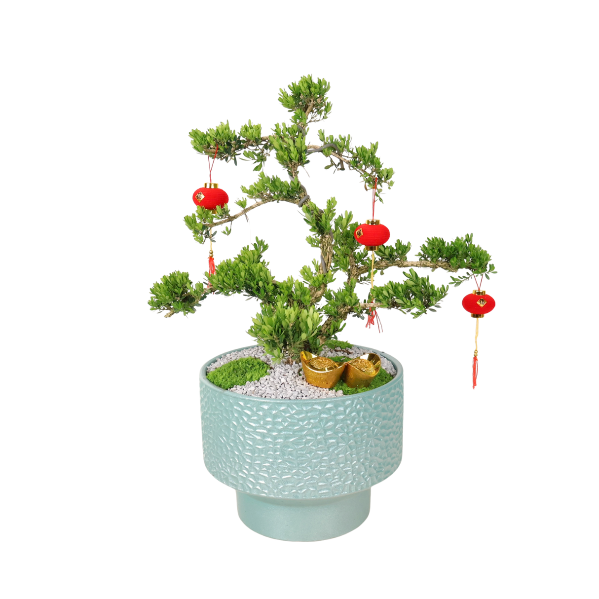 CNY Boxwood Bonsai in Ceramic