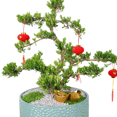 CNY Boxwood Bonsai in Ceramic