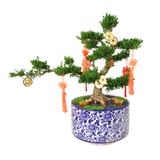 CNY Juniper Bonsai in Ceramic
