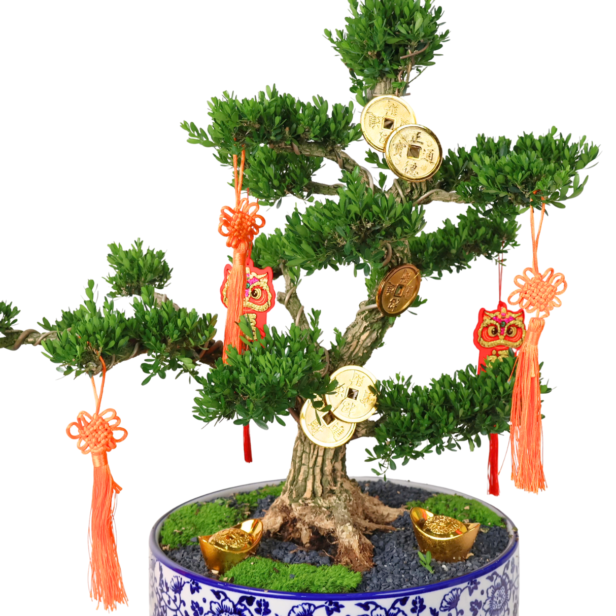CNY Juniper Bonsai in Ceramic