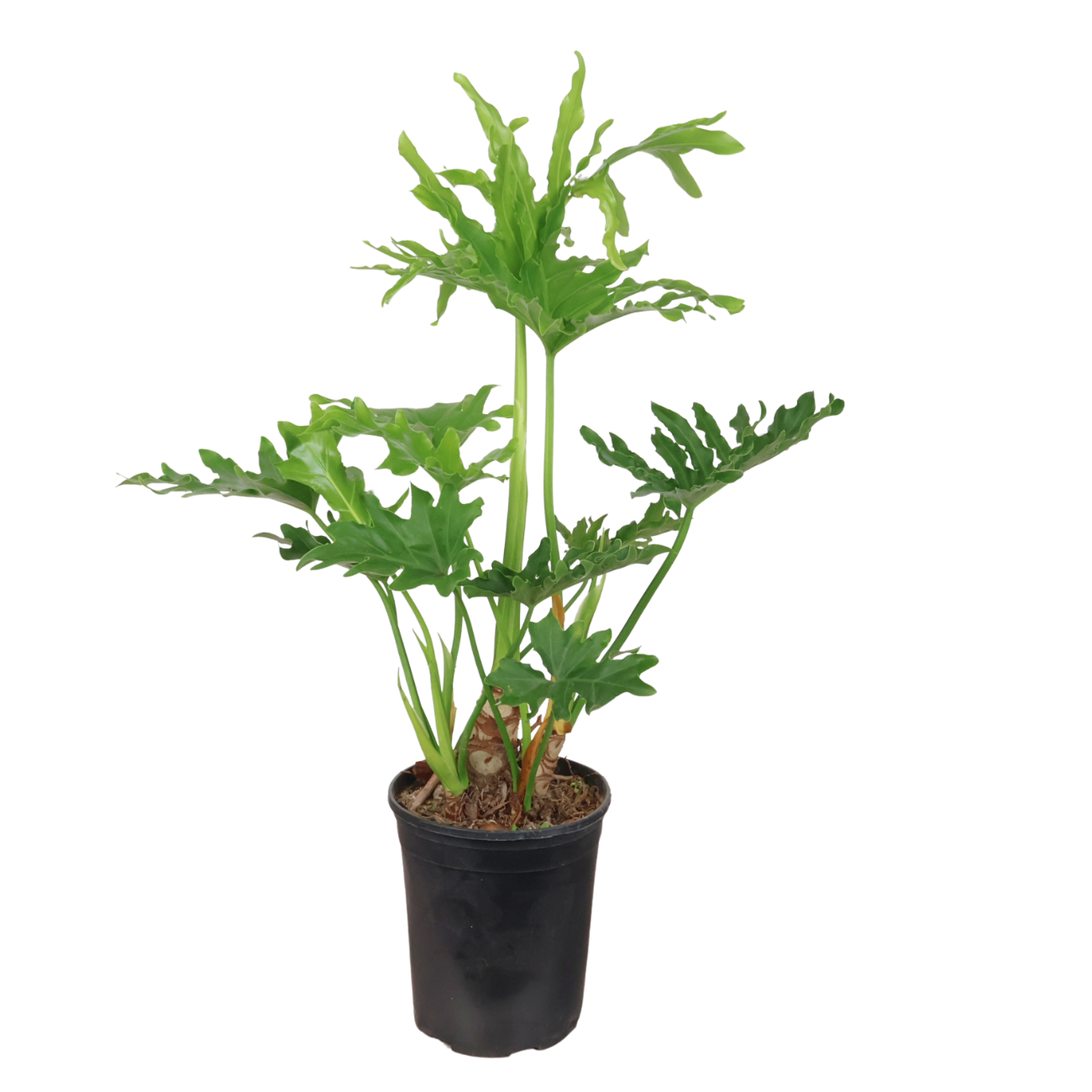 philodendron xanadu 中文 Philodendron Xanadu|JM Flower