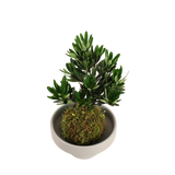 Podocarpus Kokedama
