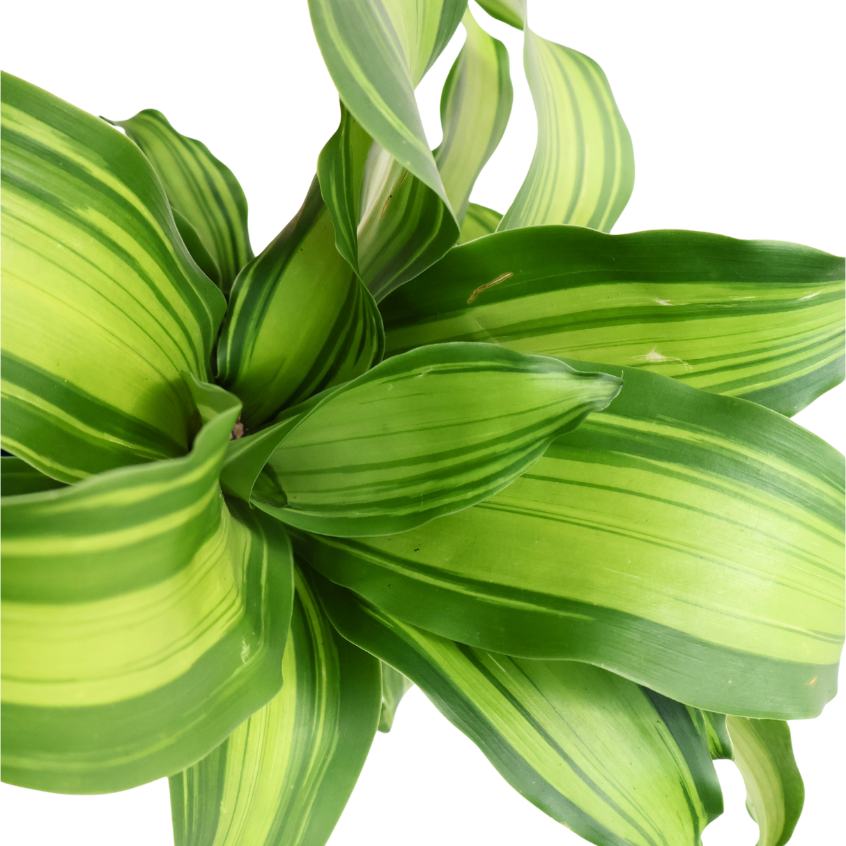 Dracaena Fragrans Hydroponic Plant