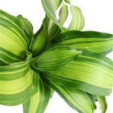 Dracaena Fragrans Hydroponic Plant