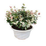 Trachelospermum Jasminoides Tricolor