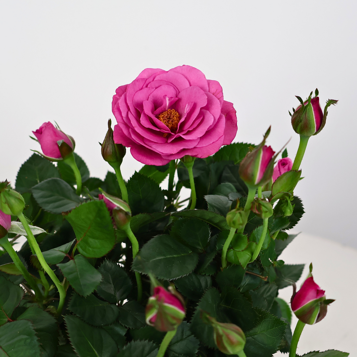 Mini Rose Plant 10.5cm Pot