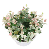 Trachelospermum Jasminoides Tricolor