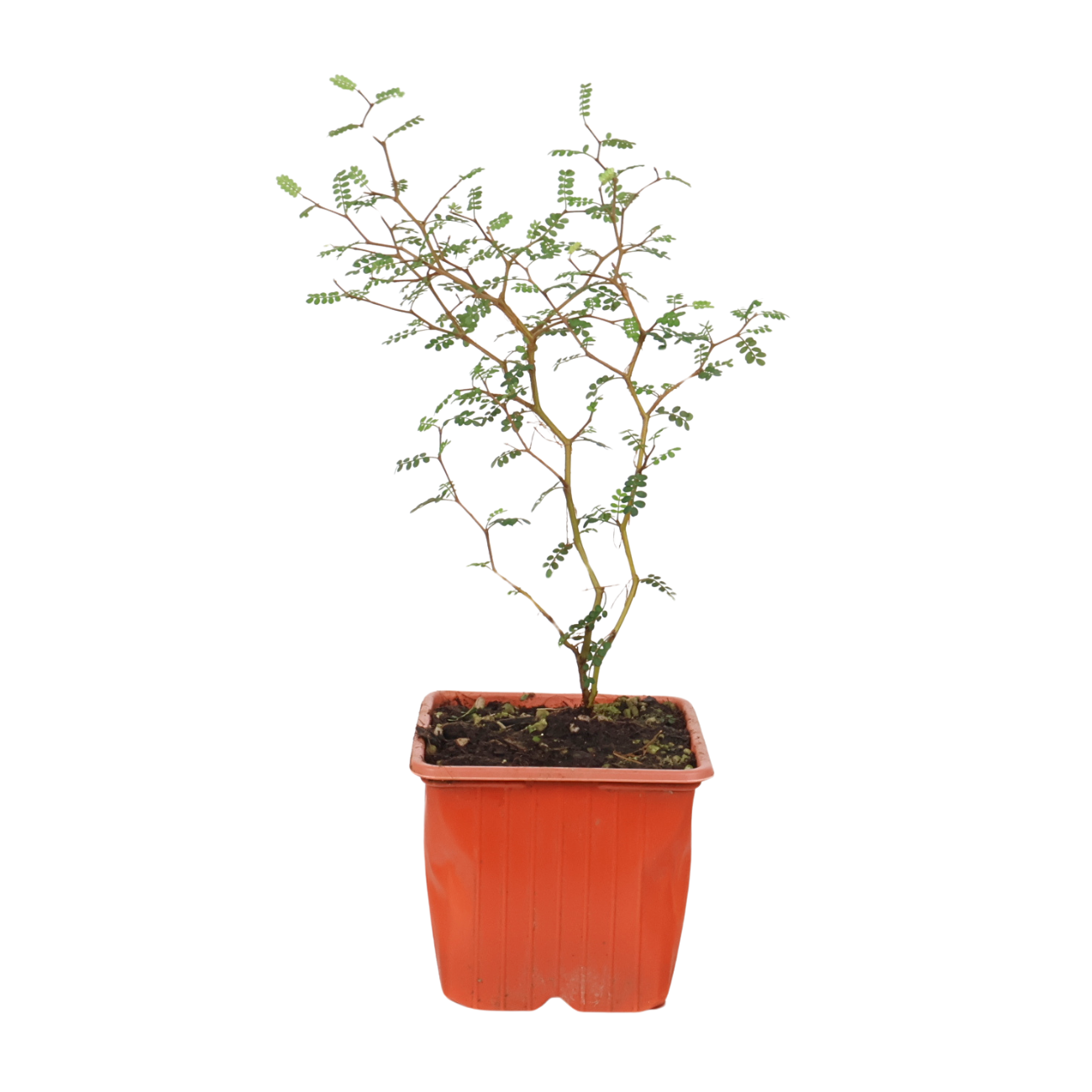 sophora prostrata bonsai Sophora Prostrata (Little Baby)| JM Flower