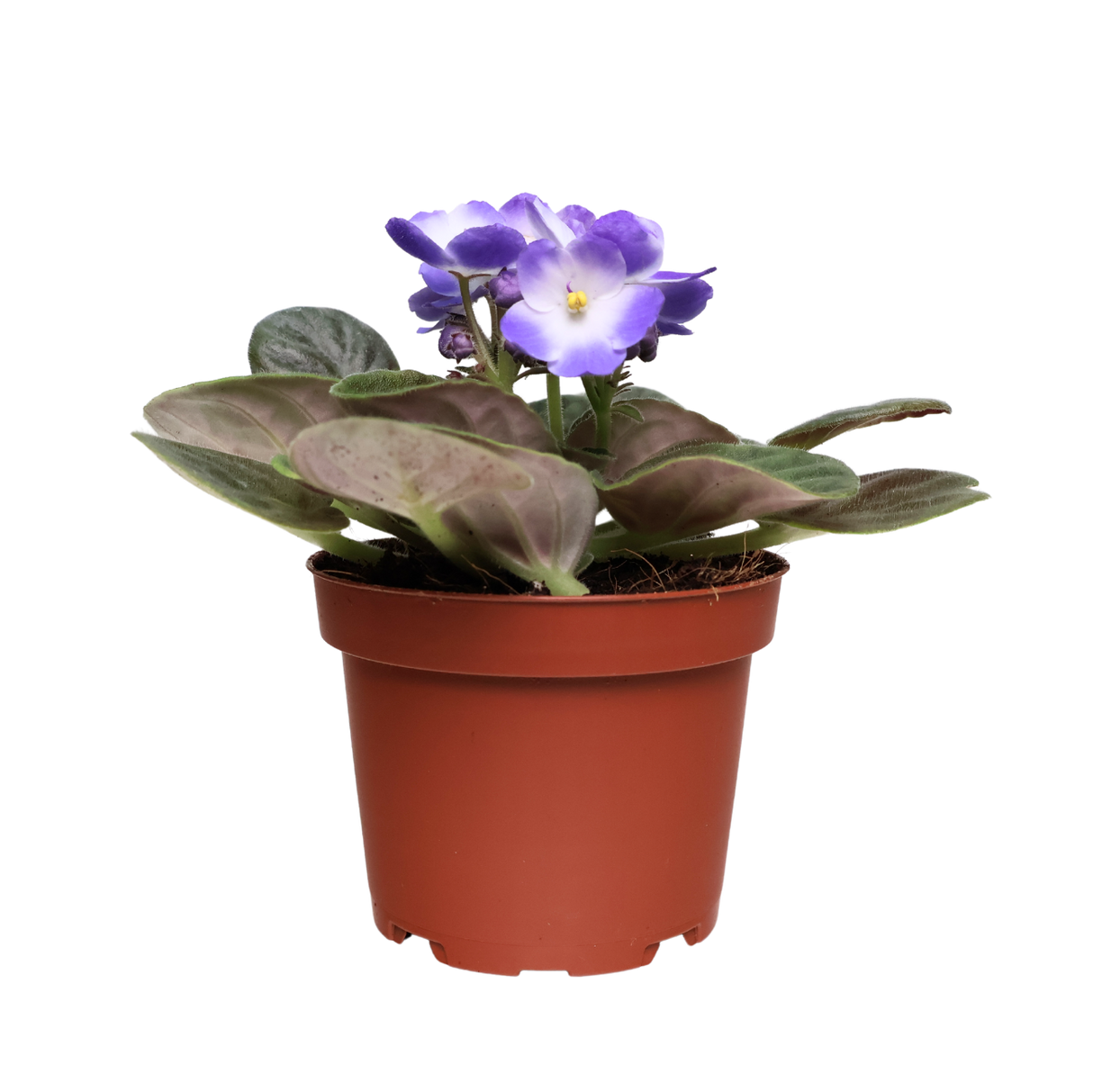 African Violet