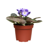 African Violet