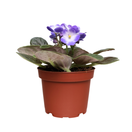 African Violet