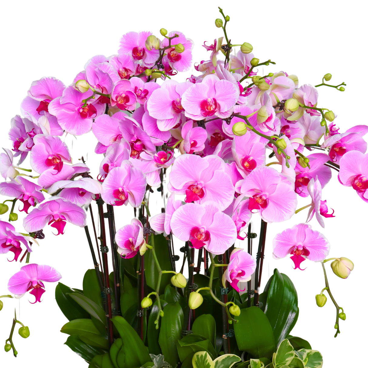 Orchid Elegance (12 Single Stem) - Orchid Phalaenopsis