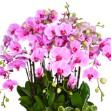 Orchid Elegance (12 Single Stem) - Orchid Phalaenopsis