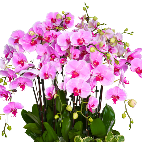 Orchid Elegance (12 Single Stem) - Orchid Phalaenopsis