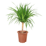 Dracaena Draco (Dragon Tree)