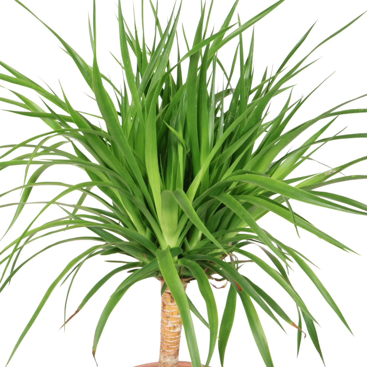 Dracaena Draco (Dragon Tree)