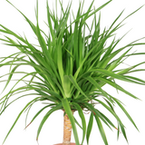 Dracaena Draco (Dragon Tree)