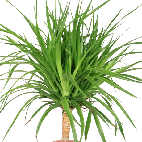 Dracaena Draco (Dragon Tree)