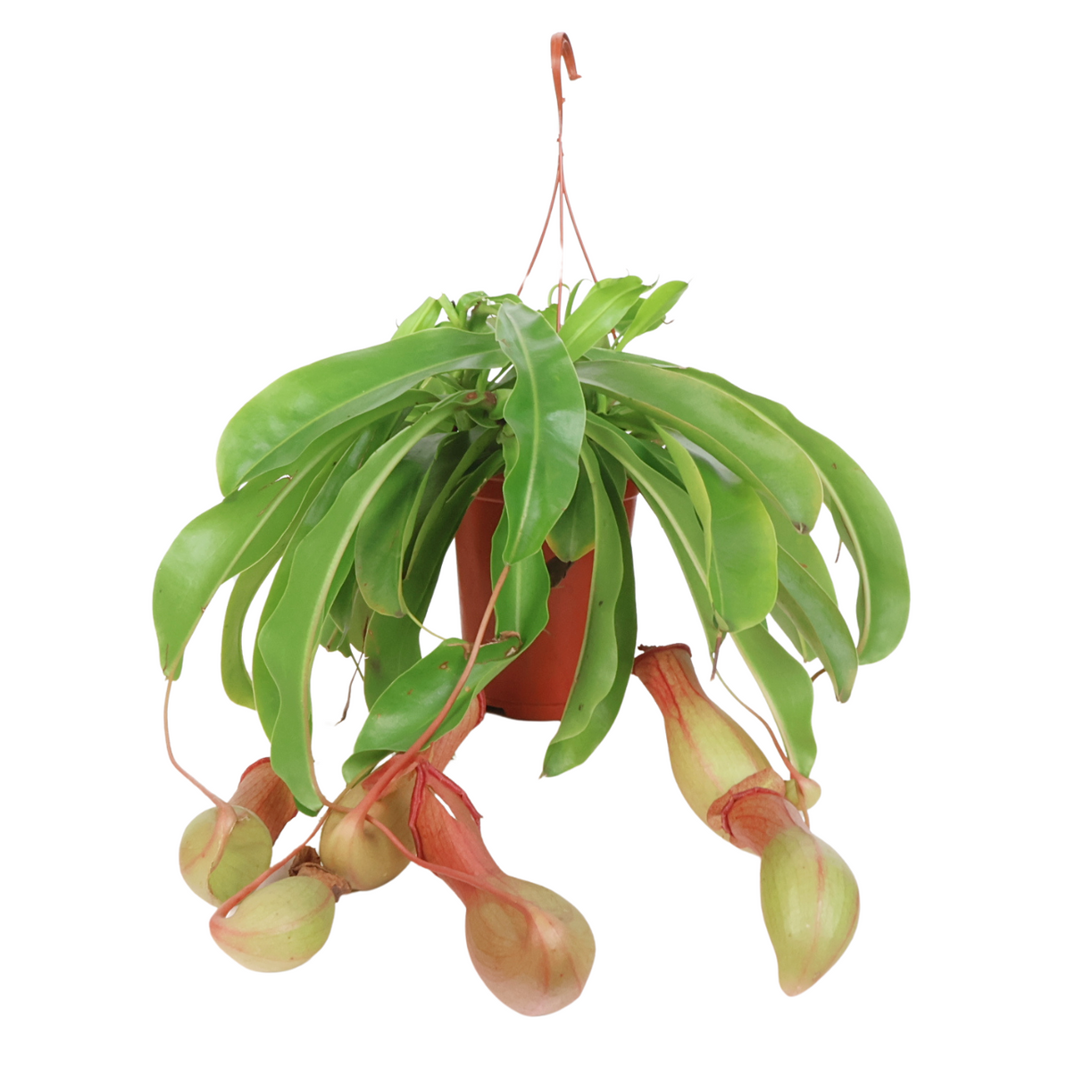 Nepenthes Alata Hanging