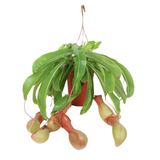 Nepenthes Alata Hanging