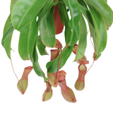 Nepenthes Alata Hanging