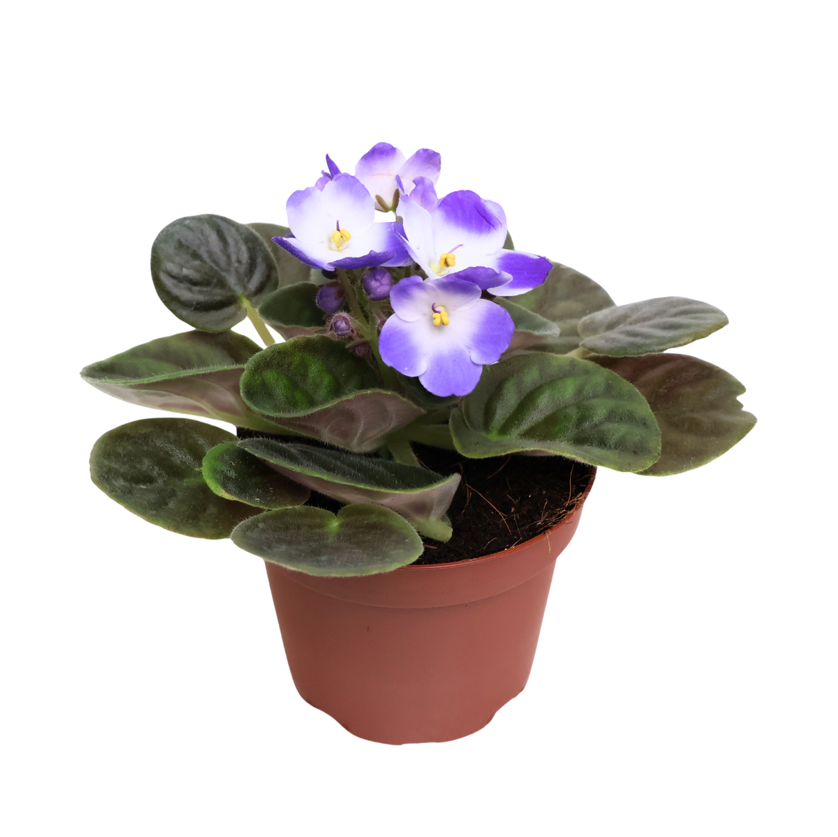 African Violet