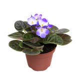 African Violet